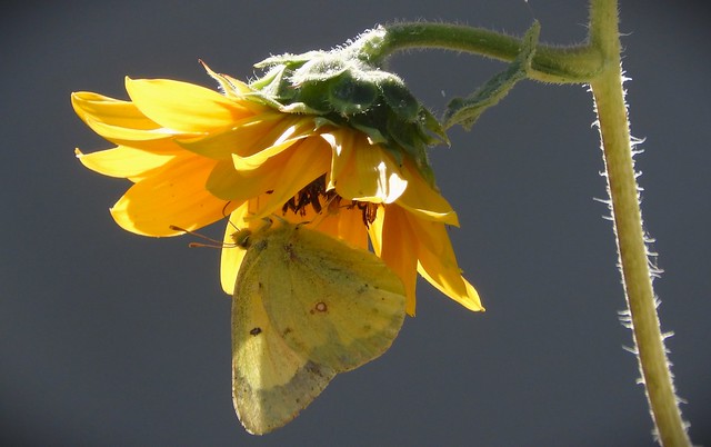 Orange Sulphur Butterfly in a Sunflower
