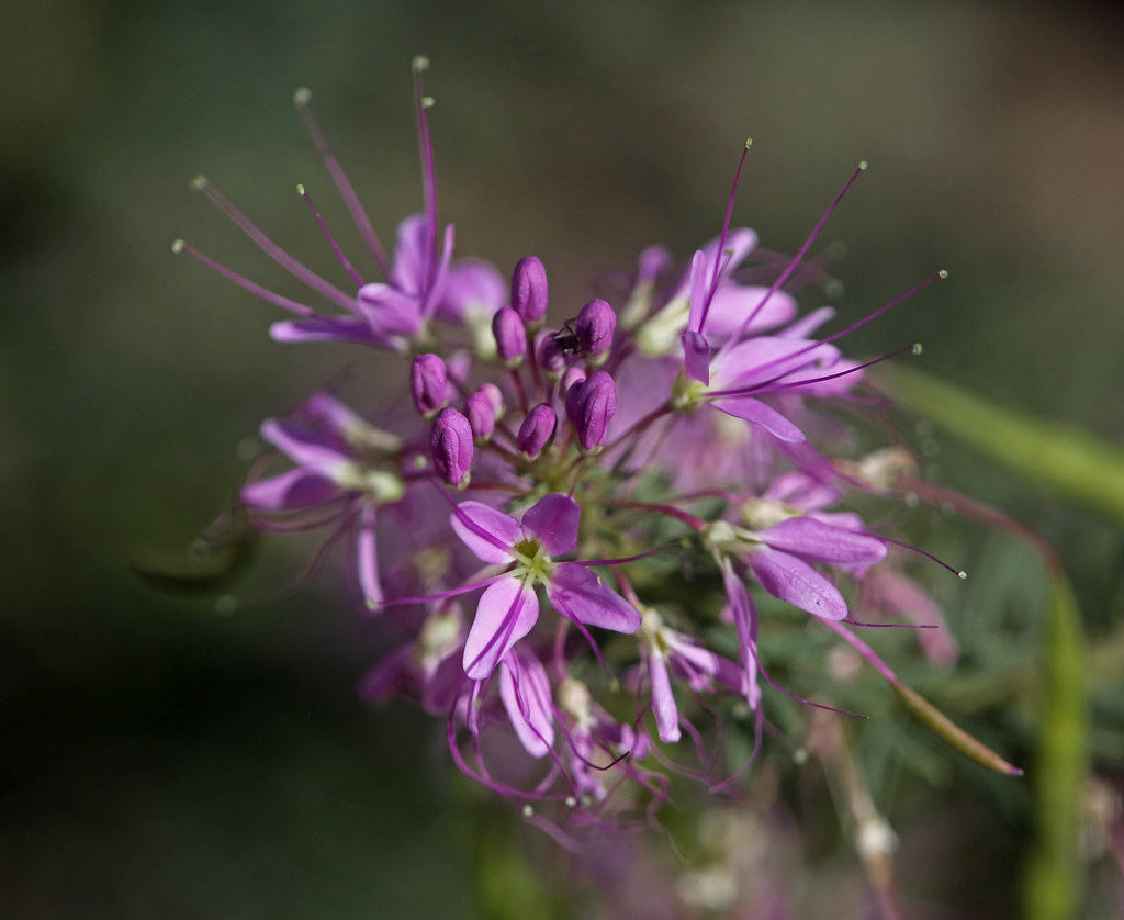 Rocky Mountain Bee-plant
