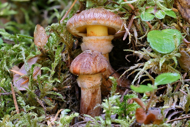 Suillus lakei, commonly known as the matte Jack, Lake's bolete, or the western painted Suillus