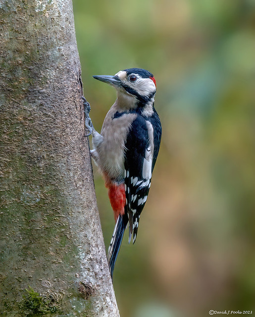 Male Great spotted woodpecker.