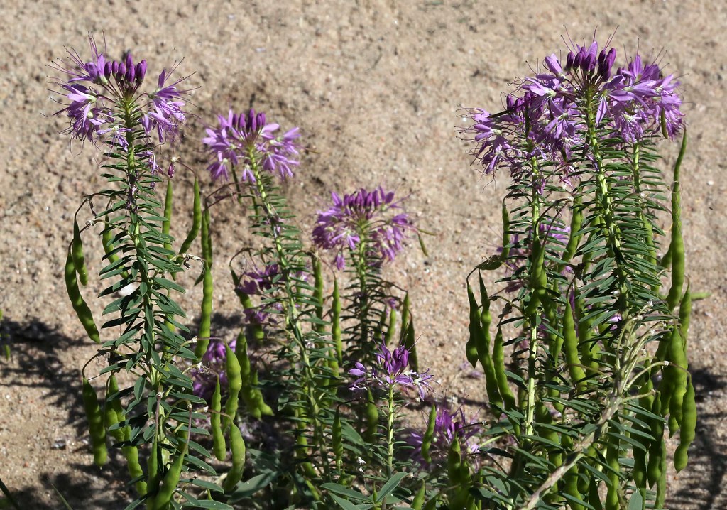 Rocky Mountain Bee-plant