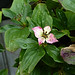 Flickr photo 'Cornus canadensis 1 (20-7-23 Hageland Fantoft, det as Canadaskrubbær)' by: Bárbol.