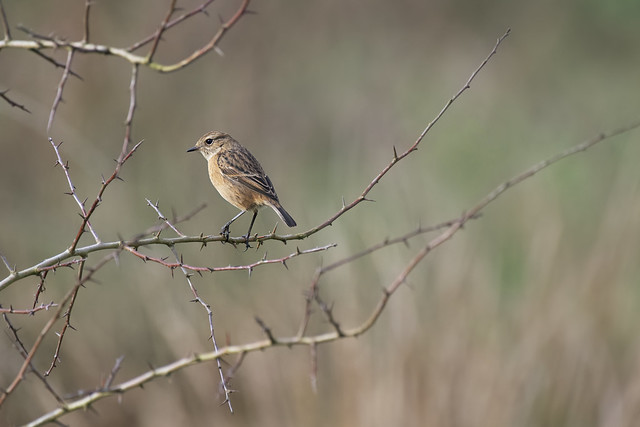You can always rely on a Stonechat