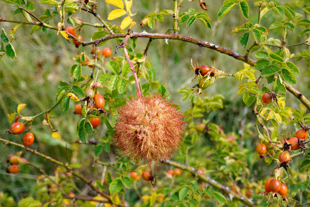 Rosengalle - Rose Gall