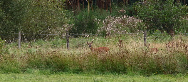 Mother and Baby at bottom of field, well hidden