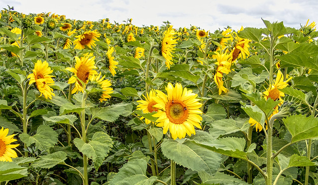 2023 HARVEST TIME  IN CHILLERTON - SUNFLOWERS