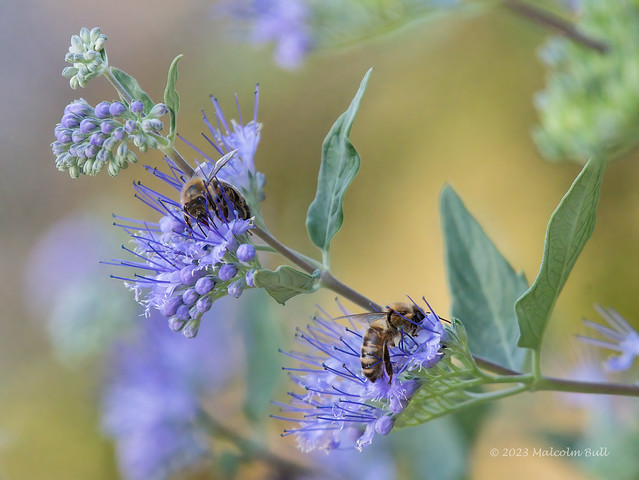 Bees on Lavender (092)