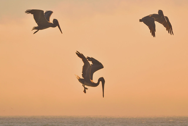 A Trio of Diving Pelicans
