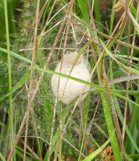 Flask-shaped Egg-sac of Wasp Spider
