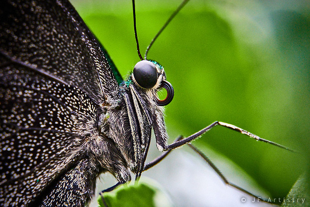 Butterfly macro / Nahaufnahme eines Schmetterlings