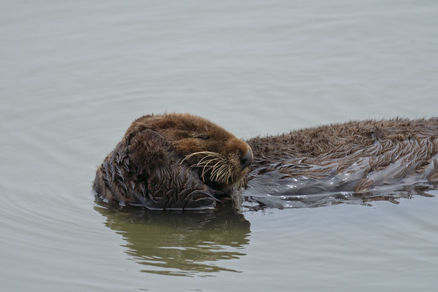 Sea Otter Rubbing their Face