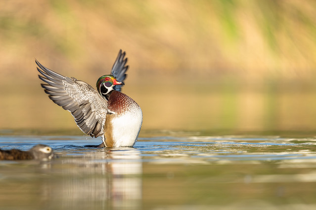 Wood Duck Showing Off