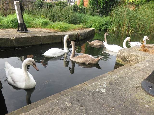 Swan Family At Cinderhill