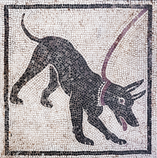 2023/07/28 12h18 chien enchaIné, mosaïque, 1ère moitié du 1er siècle (Pompéi), Musée archéologique de Naples