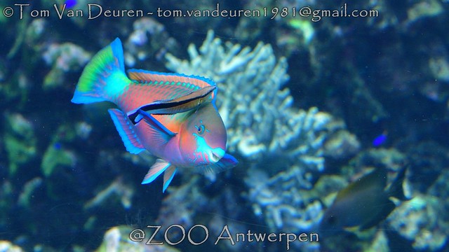 Groene papegaaivis - Scarus quoyi - greenblotch parrotfish + gewone poetslipvis - Labroides dimidiatus -  bluestreak cleaner wrasse