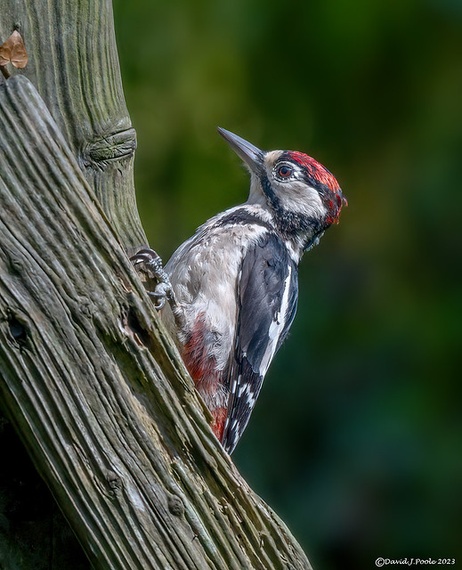 Juvenile Great spotted woodpecker.
