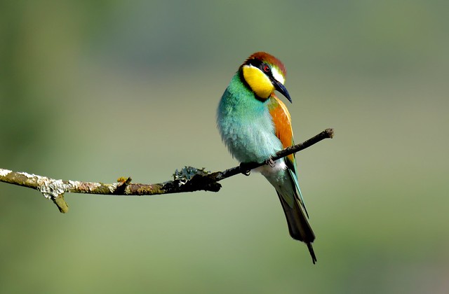 Abelharuco-europeu, European Bee-eater