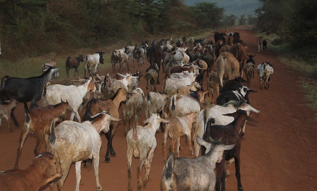 Karamoja goats