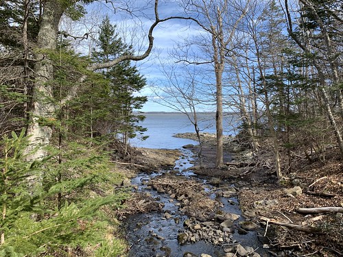 Idyllic view of a forest stream draining out to the Atlantic Ocean, shallow flowing water, trickling and splashing past scattered rocks between rustling evergreen trees under wispy clouds in a blue sky.