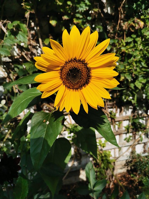 Sunflower in my Lower Garden 23-09-10 (02)
