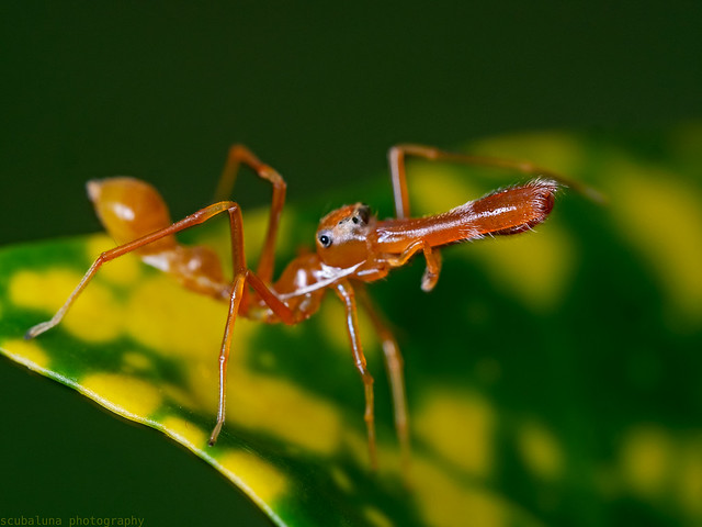 Jumping Spider, Webspinne (Myrmarachne platanoides) mimics the Asian weaver ant (Oecophylla smaragdina)