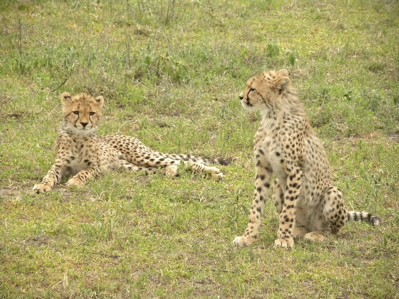 Guía animales de África