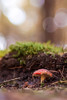 Fotoflashback: autumn mushroom 2 years ago to a day