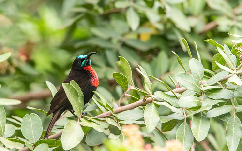 Scarlet-chested sunbird - Chalcomitra senegalensis - Roodborsthoningzuiger