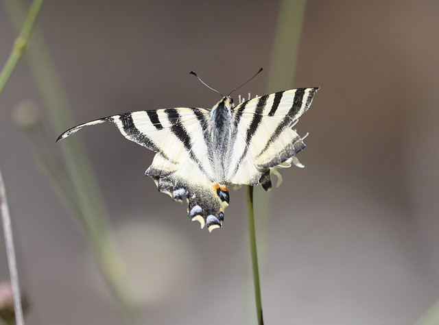 Iberisk Svalehale (Iberian Scarce Swallowtail / Iphiclides feisthamelii)