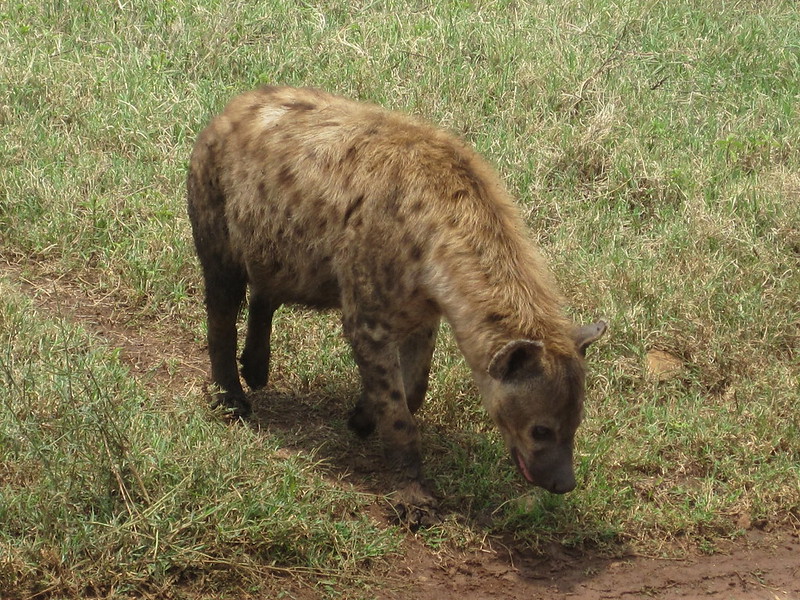 Hiena Manchada Serengueti