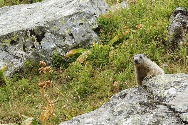 Marmotte du Galibier