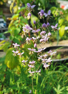 French Meadow Rue (Thalictrum aquilegiifolium 'Purpureum') in my allotment -23-09-10 (02)