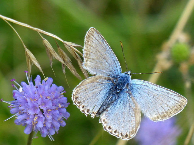 The Last Chalk HIll Blue of 2023.