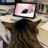 Amelia watching cat videos