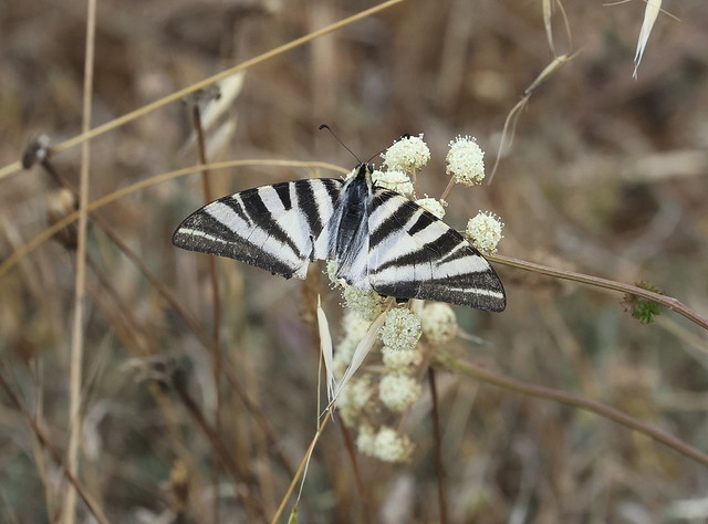 Iberisk Svalehale (Iberian Scarce Swallowtail / Iphiclides feisthamelii)