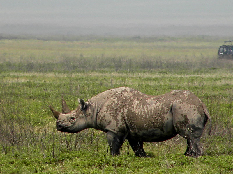 Rinoceronte Ngoro Ngoro