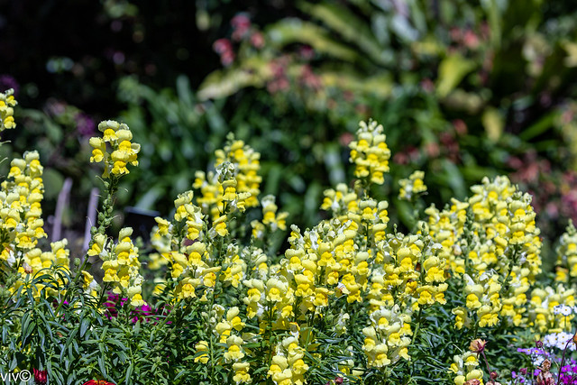 On a sunny spring morning, beautiful Antirrhinum or Snapdragons galore in full bloom. The flowers have resemblance to the face of a dragon.