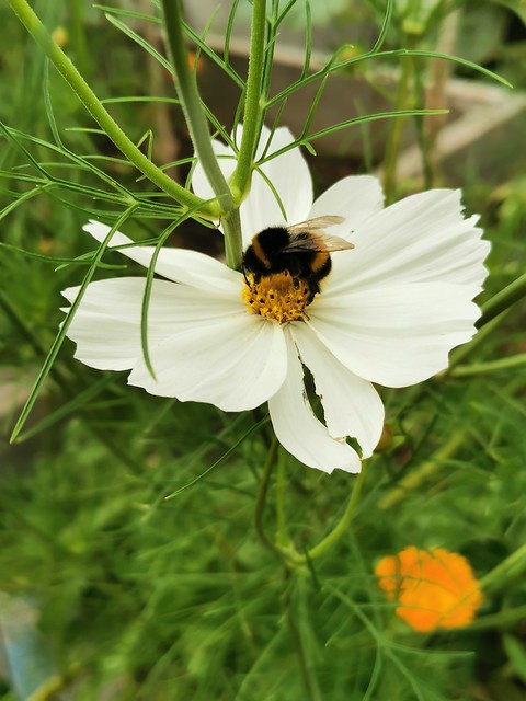 One Tree Hill Allotments open day 2023 (31) - Bumble bee on Cosmos