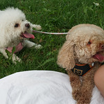 Dogs out of breath at the Montreal park due to the hot summer heat. in Montreal, Canada 