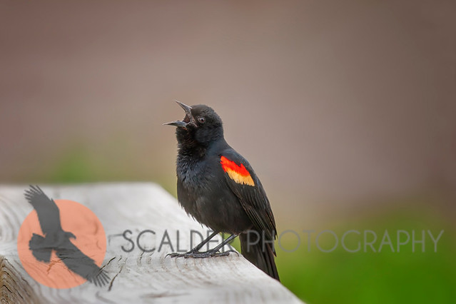 Red-winged-Blackbird,-male-singing-copy