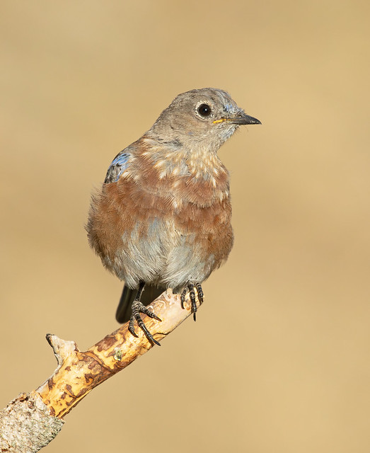 Western Bluebird immature molting into adult plumage