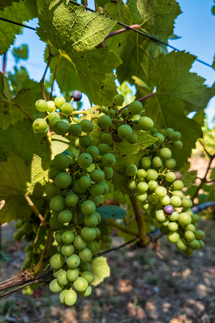 Grape Vine at DeLoach Vineyards