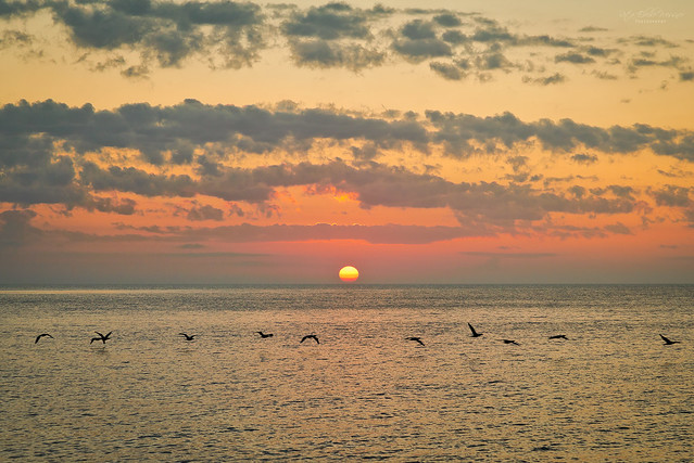 Sunrise with cormorants