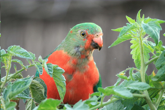 King Parrot - Kariong, NSW