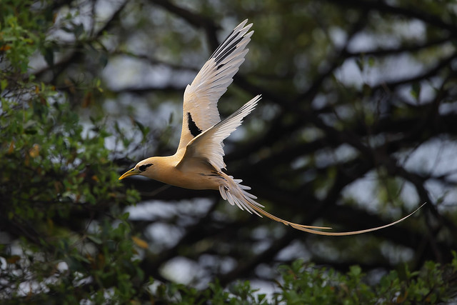 Golden Bosun