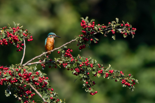 Kingfisher on Hawthorn