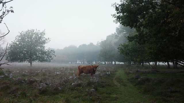 Highland cow in the early morning mist