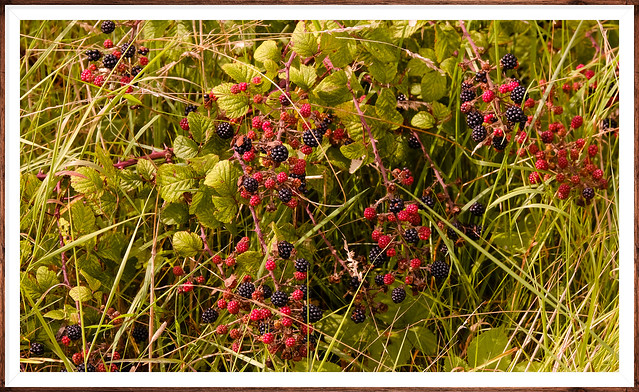 Raspberries, blackberries Hedgerows..