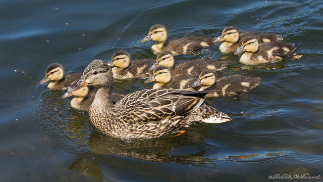 Cane et ses canetons - Cane and his ducklings, PQ, Canada - 01443