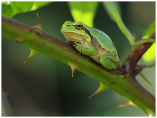 tree frog on a difficult path
